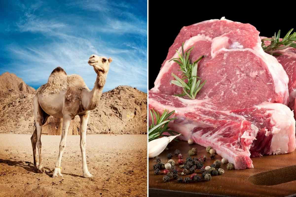 قیمت گوشت شتر نجومی شد| یک کیلو گوشت شتر در بازار چند است؟