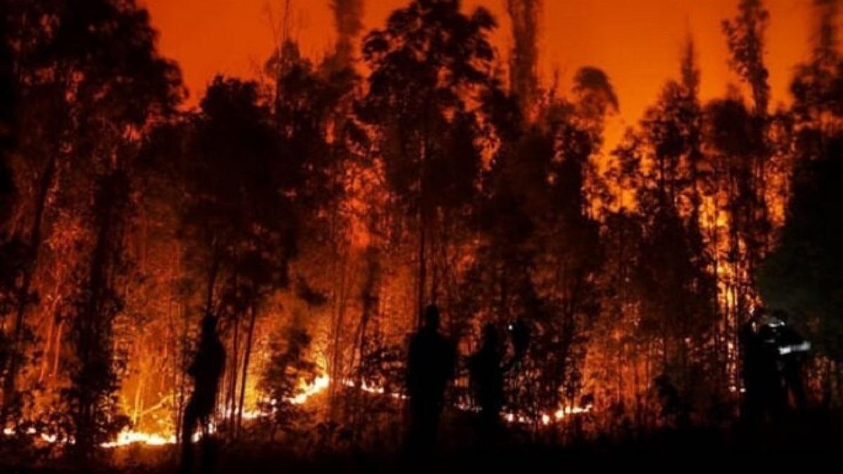 آتش‌سوزی گسترده در جنگل‌های مناطق مرکزی این کشور| اعلام وضعیت اضطراری با افزایش آمار قربانیان حریق جنگلی+ویدئو حاوی تصاویر هولناک