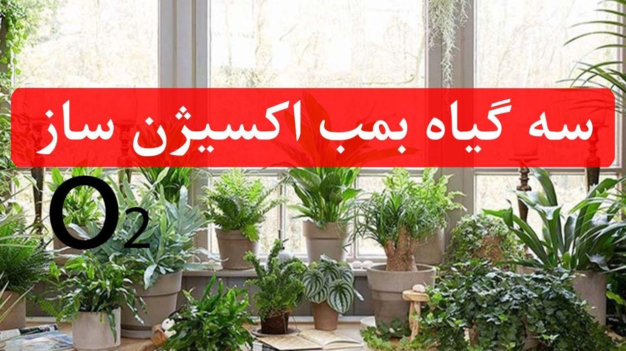 بهترین گیاهان آپارتمانی اکسیژن ساز | حتما این سه تا گیاه آپارتمانی اکسیژن ساز رو در اتاق خوابت نگه دار